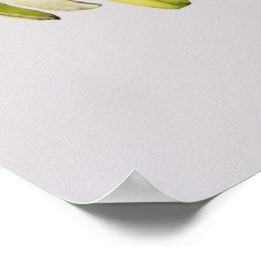 1997年の半分皮をむいたバナナ ポスター (角)