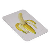 1997年の半分皮をむいたバナナ マグネット (右側)