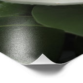 19"x13" サザン+マグノリア フォトプリント            (角)