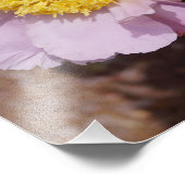 19"x13" ピンクの芍薬 フォトプリント            (角)