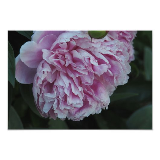 19"x13" ピンクの芍薬 フォトプリント            (正面)