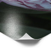 19"x13" ピンクの芍薬 フォトプリント            (角)