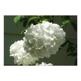 19"x13"ホワイトアジサイ フォトプリント           