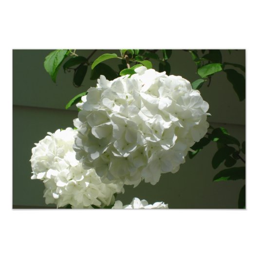 19"x13"ホワイトアジサイ フォトプリント            (正面)