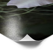 19"x13" ラベンダー蘭 フォトプリント            (角)