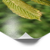 19"x13"馬栗葉 フォトプリント            (角)