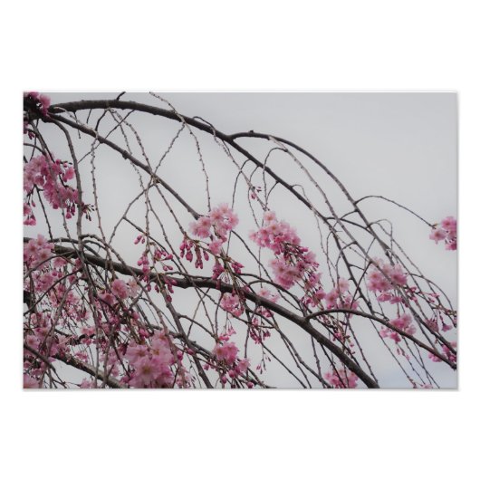 19"x13" Cherry Blossom Buds フォトプリント (正面)