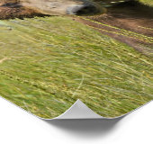 19x13グリズリーベアのポスター紙（マット） ポスター (角)