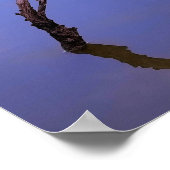 #1-Etang de Scamandre en Camargg. ポスター (角)