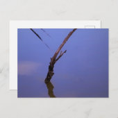 #1-Etang de Scamandre en Camargue. ポストカード (正面/裏面)