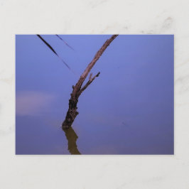 #1-Etang de Scamandre en Camargue. ポストカード