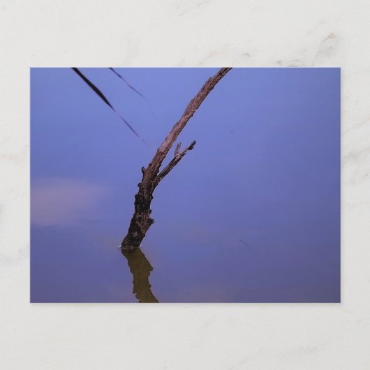 #1-Etang de Scamandre en Camargue. ポストカード (正面)