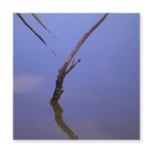 #1-Etang de Scamandre en Camargue. Aimant