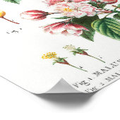 1 Flowering crabapple (Malus hybrida) 2 Chinese fl ポスター (角)