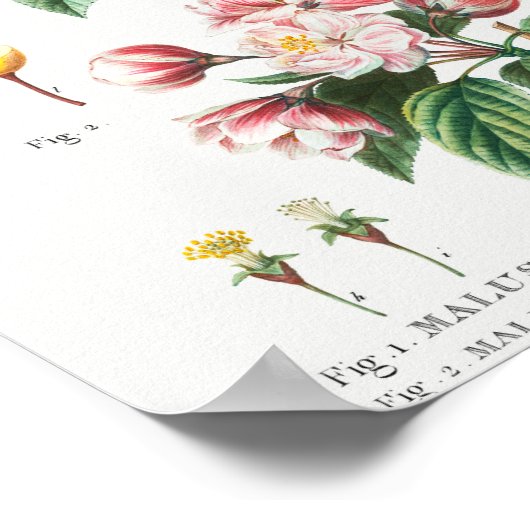 1 Flowering crabapple (Malus hybrida) 2 Chinese fl ポスター (角)