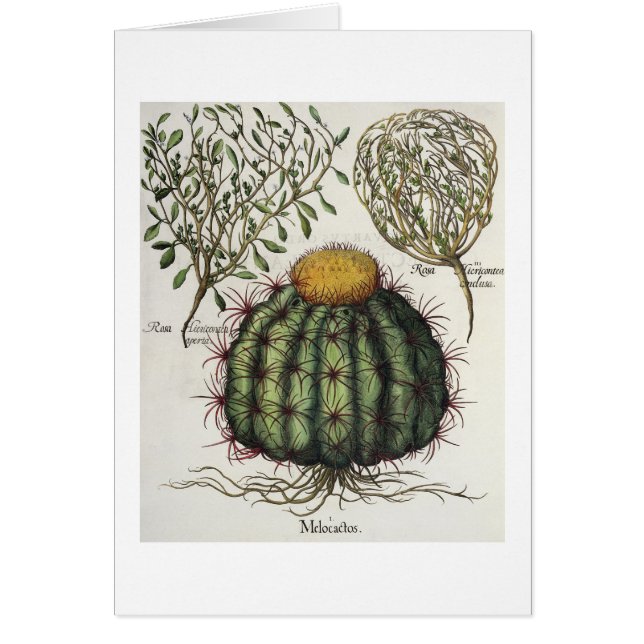 1.Melocactus; 2.Rosa Hiericonteaのaperta; 3.Rosaこんに (正面)