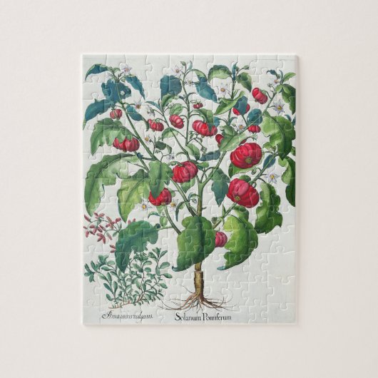 1.Solanum Pomiferum; から、vulgaris 2.Amaracus ジグソーパズル (縦)