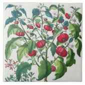 1.Solanum Pomiferum; から、vulgaris 2.Amaracus タイル (正面)