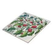 1.Solanum Pomiferum; から、vulgaris 2.Amaracus タイル (側面)