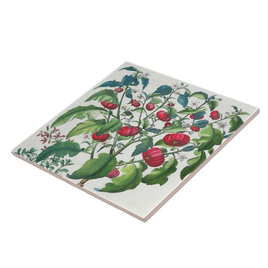 1.Solanum Pomiferum; から、vulgaris 2.Amaracus タイル (側面)