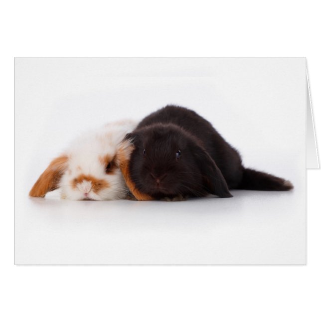 2つのかわいいベビーのバニー (正面横)