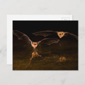 2つのこうもり飛んでいる、アリゾナ ポストカード (正面/裏面)