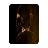 2つのこうもり飛んでいる、アリゾナ マグネット (縦)