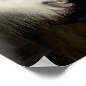 2つのアイスランドの馬 ポスター (角)