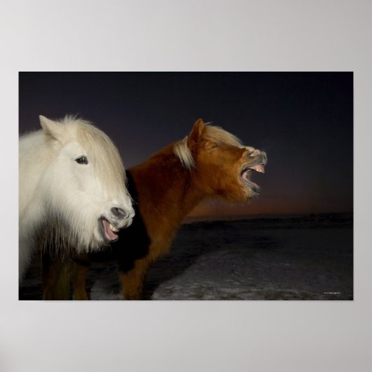2つのアイスランドの馬 ポスター (正面)