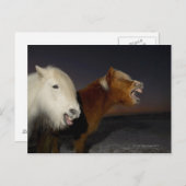 2つのアイスランドの馬 ポストカード (正面/裏面)