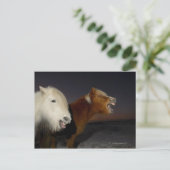 2つのアイスランドの馬 ポストカード (スタンド正面)