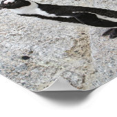 2つのアフリカペンギン、大きい石ビーチ、南アフリカ ポスター (角)