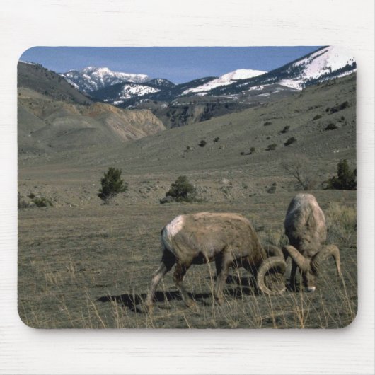 2つのオオツノヒツジのラム マウスパッド (正面)