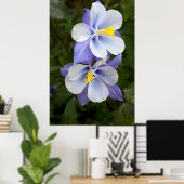 2つのオダマキ(植物) ポスター (ホームオフィス)