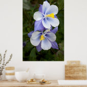 2つのオダマキ(植物) ポスター (キッチン)