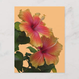 2つのオレンジ色のハイビスカスの花の顧客。DIYはがき ポストカード