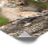 2つのカナダ遊のLynx子猫のログ ポスター (角)