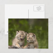 2つのカナダ遊のLynx子猫のログ ポストカード (正面/裏面)