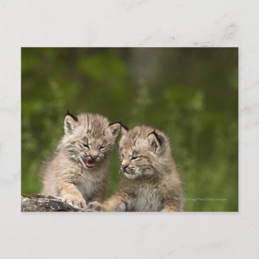 2つのカナダ遊のLynx子猫のログ ポストカード (正面)