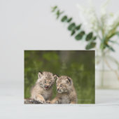 2つのカナダ遊のLynx子猫のログ ポストカード (スタンド正面)
