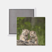 2つのカナダ遊のLynx子猫のログ マグネット (正面/裏面)