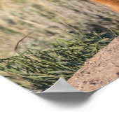 2つのキツネキット ポスター (角)