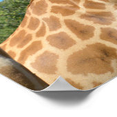 2つのギラフェの休日のクローズアップ ポスター (角)