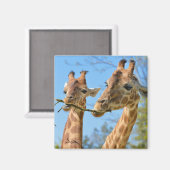 2つのギラフェス食べの小枝のクローズアップ マグネット (正面/裏面)