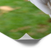 2つのコカトススイートモーメント ポスター (角)