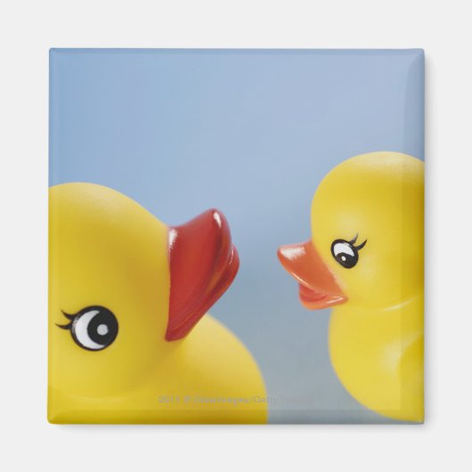 2つのゴムアヒルのクローズアップ マグネット (正面)