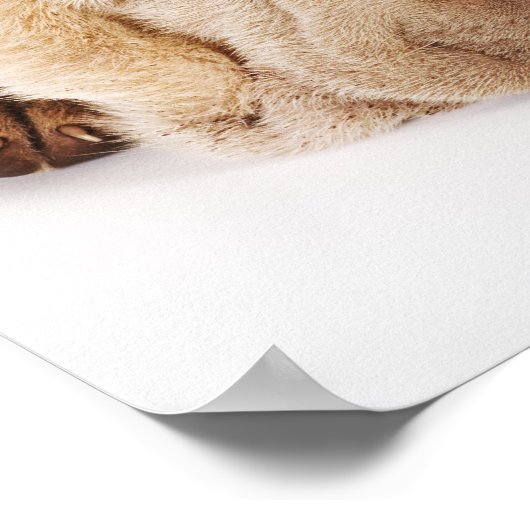 2つのシャールペイ子犬の眠っている ポスター (角)