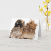 2つのシーズー（犬） – 風のTzus カード (黄色い花)