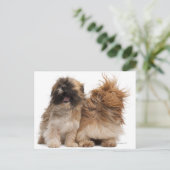 2つのシーズー(犬) – 風のTzus ポストカード (スタンド正面)