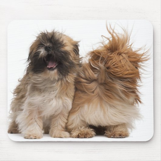 2つのシーズー（犬） – 風のTzus マウスパッド (正面)